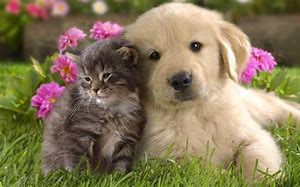 dog and cat pic